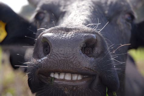 Smiling cow. Funny picture of almost laughing cow , #Sponsored, #cow, # ...