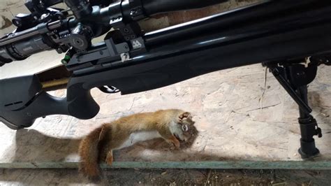 Airgun Multi Hits Ep 8 Squirrels On The Farms HUNTING PEST