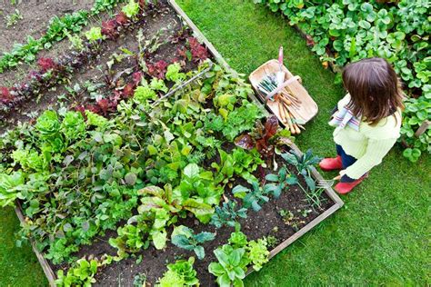 10 conseils simples pour réussir son jardin potager Danby