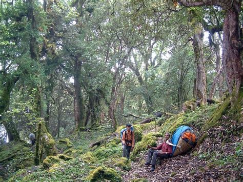 HOTELS IN NEPAL: The forests in Nepal