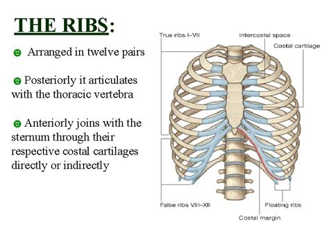 thorax  thoracic cage boundaries  bodies