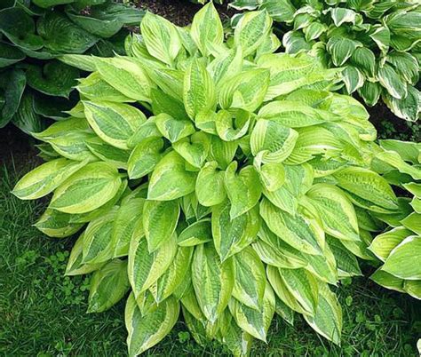 Hosta Yellow Polka Dot Bikini Paradiset Interiør