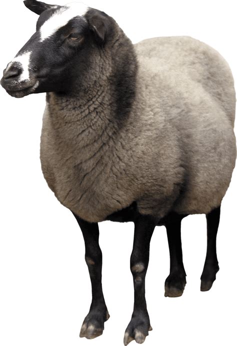 Sheep Png Transparent Images Sheep Clipart Large Size Png Image ...