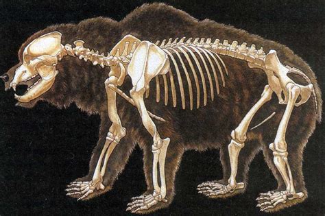 Animal Skeleton pictorial | The World of Animals