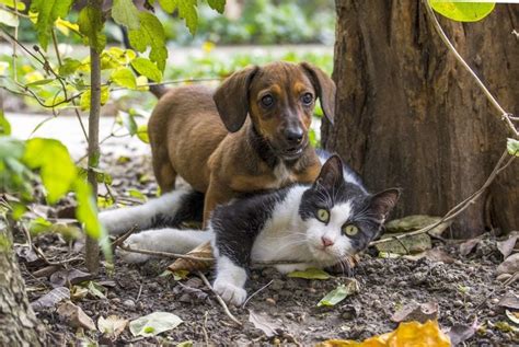 R Ussir La Cohabitation Entre Chien Et Chat Les Tapes