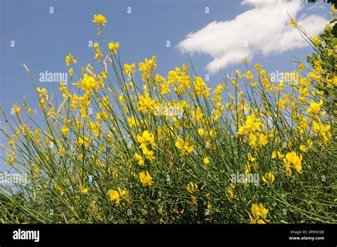 rush broom spartium junceum spanish broom stock photo alamy