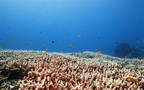 sea life wallpaper