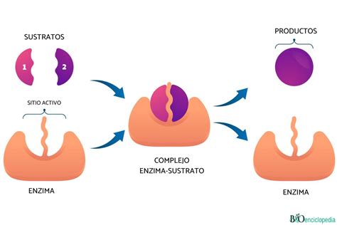 Enzimas qué son y tipos Resumen