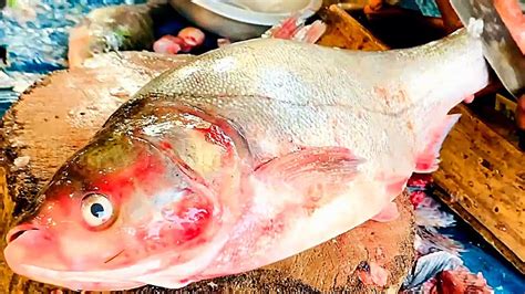 Live Giant Silver Carp Fish Cutting Skills Amazing Big Silver Carp