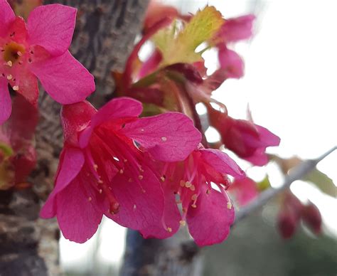 Ornamental Cherry | Maple Grove Nursery