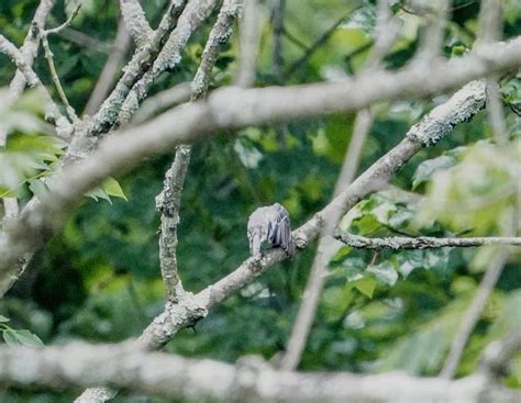 Another Baltimore Bird Id Needed Help Me Identify A North American