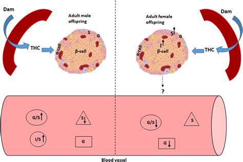 Sex Dependent Effect Of In Utero Exposure To Δ9 Tetrahydrocannabinol On Glucagon And Stathmin 2