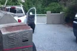 Bear opening a car door : r/gifs