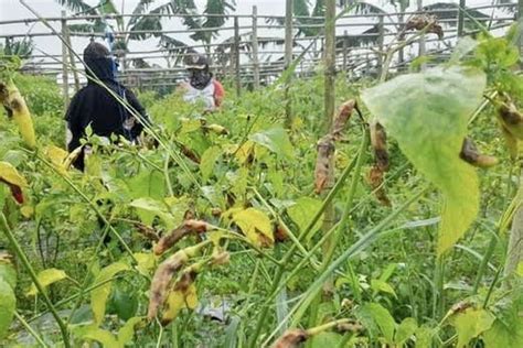 Cuaca Buruk Petani Di Banyumas Menjerit Karena Banyak Tanaman Cabai