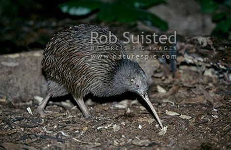 Kiwi bird Apteryx Photos Page; New Zealand stock photos and stock photography by Nature's Pic ...