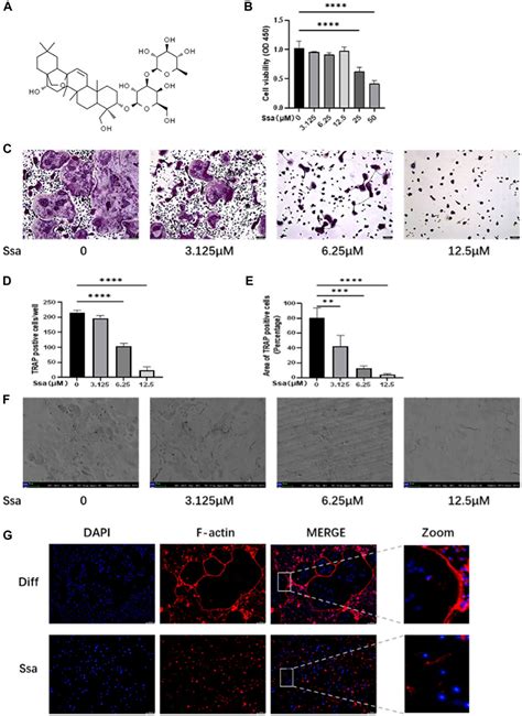 Frontiers Saikosaponin A Attenuates Osteoclastogenesis And Bone Loss