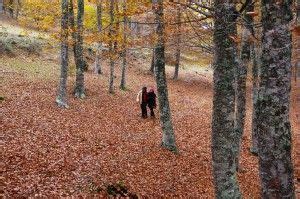 El Hayedo De Santiago En La Rioja Riojania