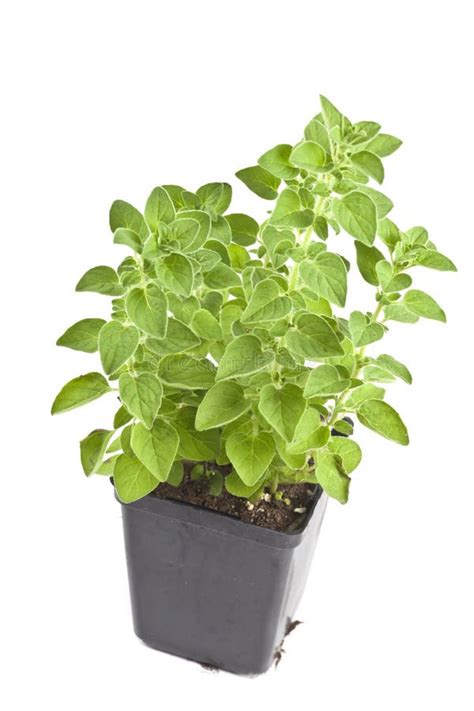 Oregano Plant Stock Image Image Of Growing Natural