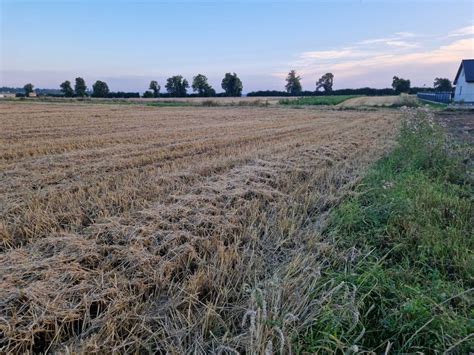 Dzia Ka Stanowice Ul Olsza Ska Bez Po Rednika M Z