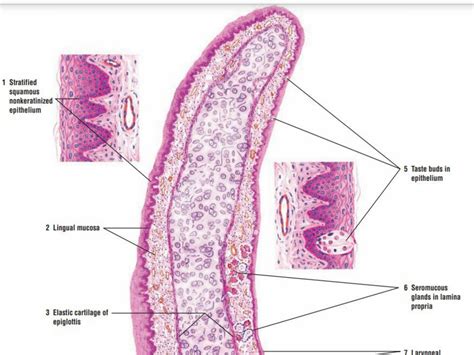 SOLUTION: Histology respiratory system - Studypool