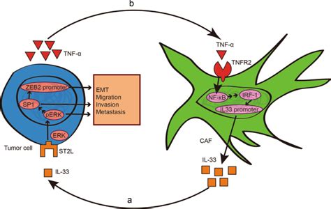 The Reciprocal Interaction Between Tumor Cells And Activated