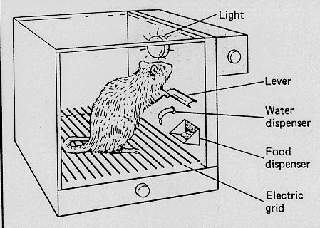 Skinner’s Box Experiment (Behaviorism Study) - Practical Psychology