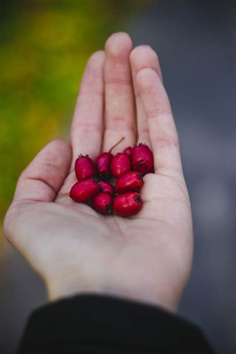 Free Images Hand Plant Flower Finger Food Red Produce Dessert