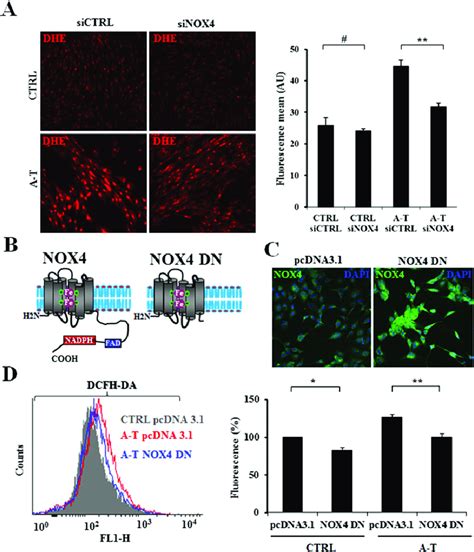 Fig S Nox Silencing Reduces Ros Levels In Human A T Cells A