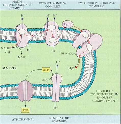 Electron Transport Chain Diagram Worksheet