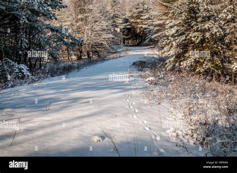 Coyote tracks in snow hi-res stock photography and images - Alamy