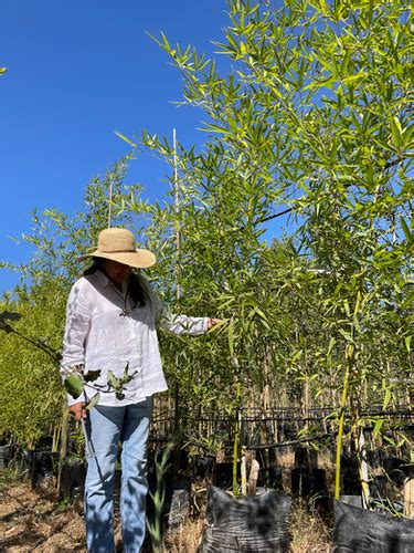 BAMBOO GIGANTE Vivero Antu