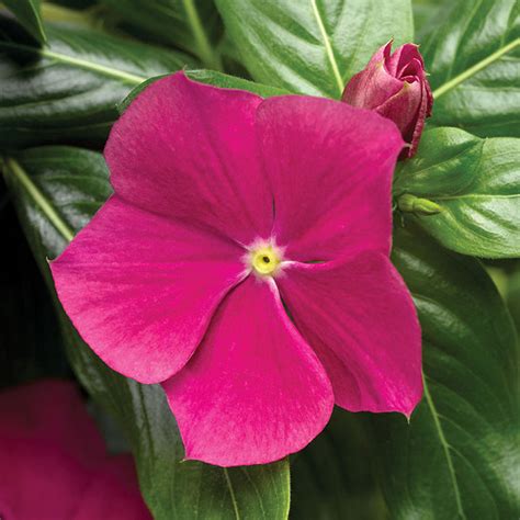 Vinca Cora Cascade Violet Harris Seeds