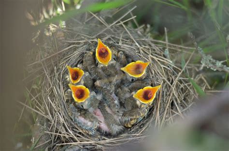 25 Adorable Photos That Capture Baby Birds Like You've Never Seen Before