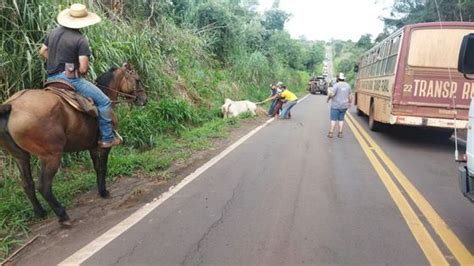 Caminh O Boiadeiro Tomba Na Pr E Animais Ficam Soltos Na Pista