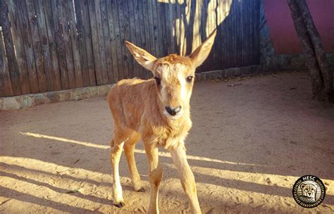 A New Sable Calf Arrives At Hesc And Finds A Surrogate Mother Hesc