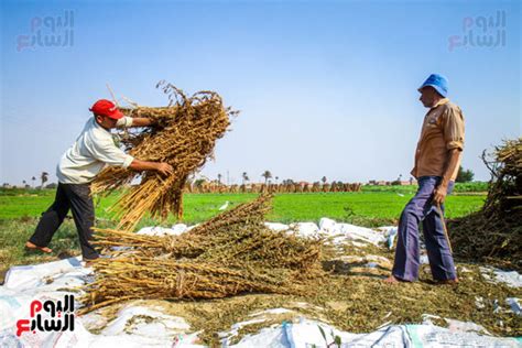 موسم حصاد السمسم الخير بأيد الفلاحين اليوم السابع