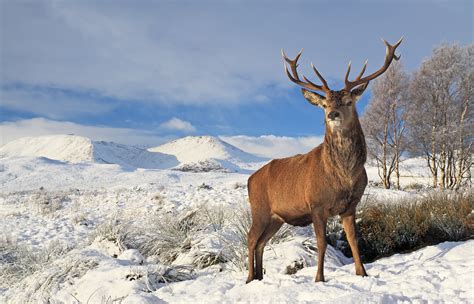 Scotland in Winter: Share a magical winter moment the Scottish way ...