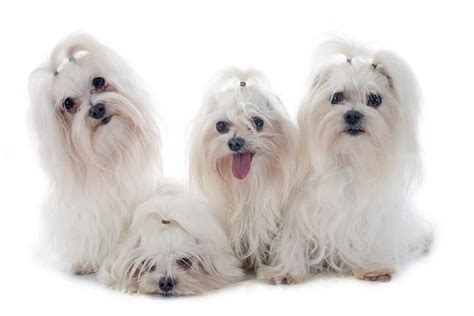 Maltese Dog Names – 99 Adorable Ideas For Maltese Pups