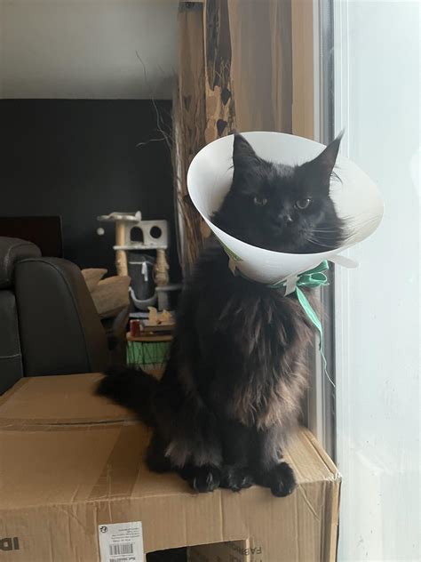 Maine cone : r/mainecoons