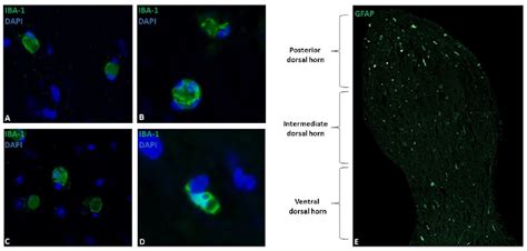 Figure From Immunohistochemical Characterization Of Spinal Cord