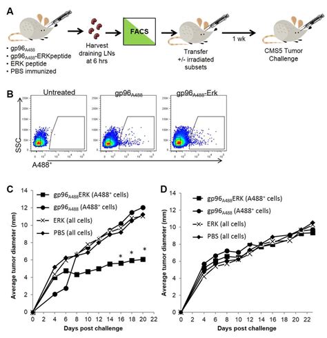 Adoptive Transfer Of Tumor Immunity By Gp96A488 Lymph Node Cells A