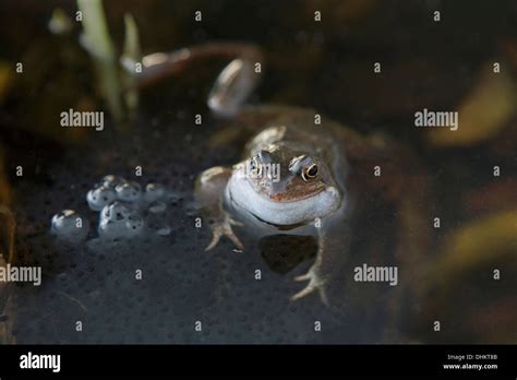 Male British Common Frog Rana Temporaria Protecting Frog Spawn In A