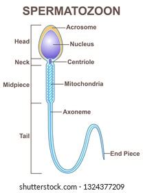 Diagram Male Sex Cells Sperm Isolated Stock Vector Royalty Free