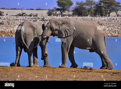 Elephant At Okaukuejo Waterhole Etosha National Park Namibia Stock