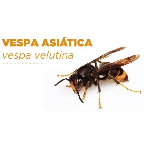 Estrat Gia De Preven O Controlo E Erradica O Da Vespa Velutina Na