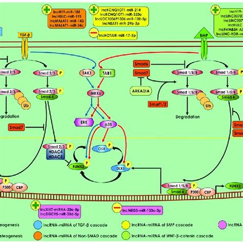 The Contribution Of Various Long Non Coding Rnas And Micrornas In