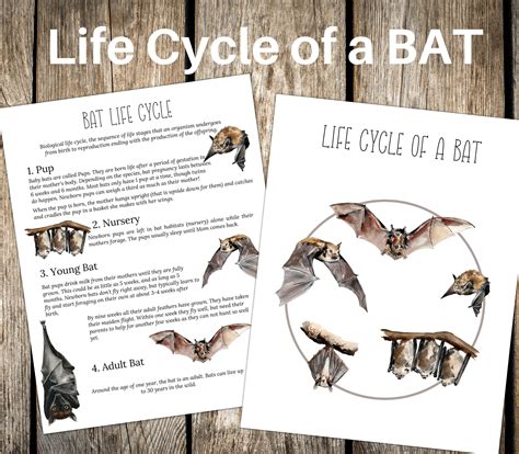 BAT Life Cycle Nature Study Homeschool Printable Instant - Etsy