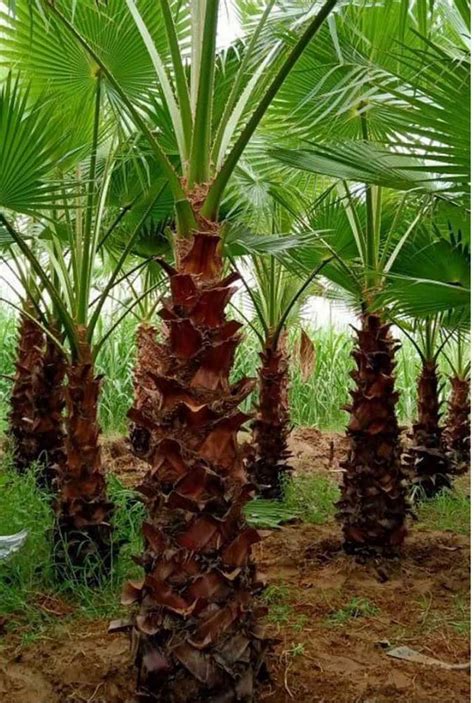 Well Drained Arecaceae Washing Tonia Palm Tree For Plantation At Rs