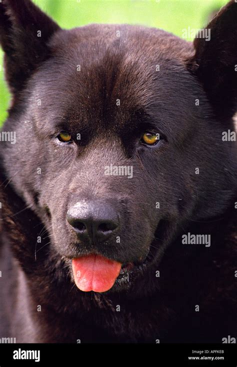 Akita Inu Dog Black