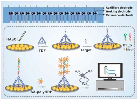 Nanomaterials Free Full Text Tetrahedral Dna Framework Programmed Electrochemical Biosenors